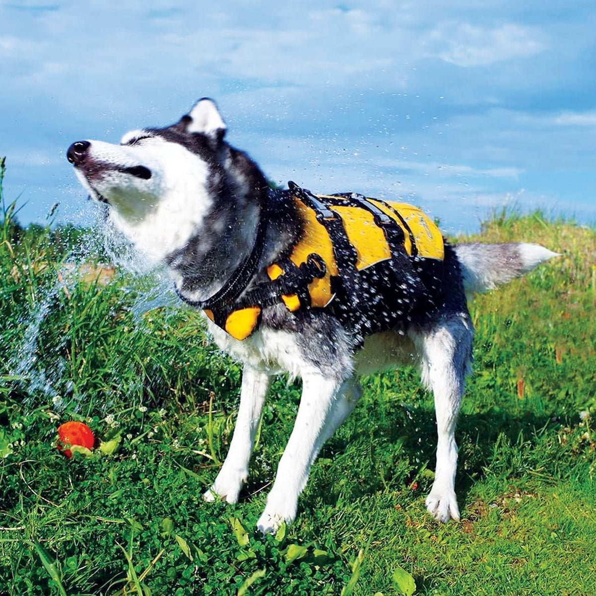 EzyDog dog life vest with reflective trim and grab handle.